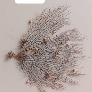 Indrajal Vanaspati Real Natural And Durlabh (इंद्रजाल वनस्पति)