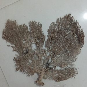 Indrajal Vanaspati Real Natural And Durlabh (इंद्रजाल वनस्पति)