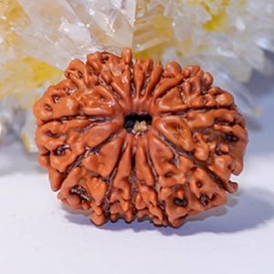 11 Mukhi Rudraksha Siddh abhimantrit Lab certified