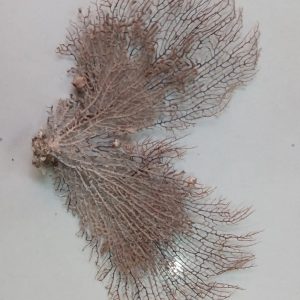 Indrajal Vanaspati Real Natural And Durlabh (इंद्रजाल वनस्पति)