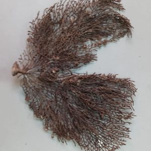 Indrajal Vanaspati Real Natural And Durlabh (इंद्रजाल वनस्पति)