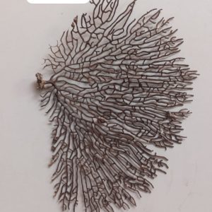 Indrajal Vanaspati Real Natural And Durlabh (इंद्रजाल वनस्पति)