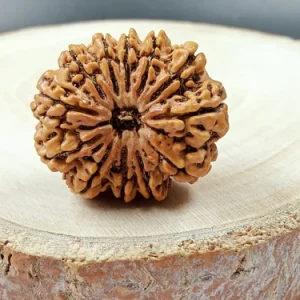 12 Mukhi lab certified Siddh abhimantrit Rudraksha