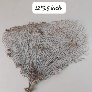 Indrajal Vanaspati Real Natural And Durlabh (इंद्रजाल वनस्पति)