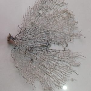 Indrajal Vanaspati Real Natural And Durlabh (इंद्रजाल वनस्पति)