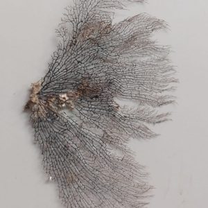 Indrajal Vanaspati Real Natural And Durlabh (इंद्रजाल वनस्पति)