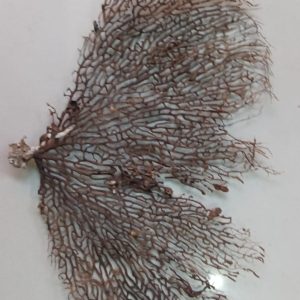 Indrajal Vanaspati Real Natural And Durlabh (इंद्रजाल वनस्पति)