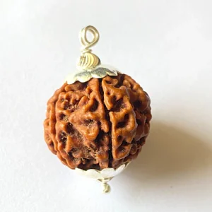 5 mukhi rudraksha Siddh Abhimantrit Lab Certified with Locket/Pendent
