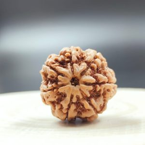 7 mukhi rudraksha Lab Certified Siddh And Abhimantrit