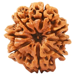 8 mukhi rudraksha siddh abhimantrit lab certified
