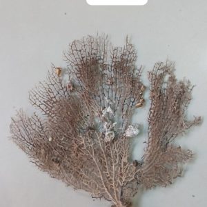 Indrajal Vanaspati Real Natural And Durlabh (इंद्रजाल वनस्पति)