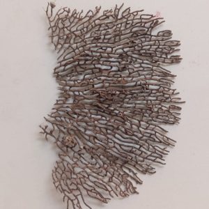 Indrajal Vanaspati Real Natural And Durlabh (इंद्रजाल वनस्पति) 9.5*6.5 inch