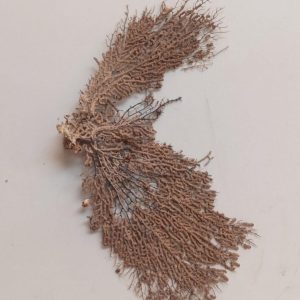 Indrajal Vanaspati Real Natural And Durlabh (इंद्रजाल वनस्पति)