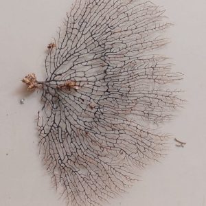 Indrajal Vanaspati Real Natural And Durlabh (इंद्रजाल वनस्पति)
