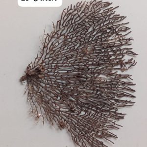 Indrajal Vanaspati Real Natural And Durlabh (इंद्रजाल वनस्पति) 10*8 inch