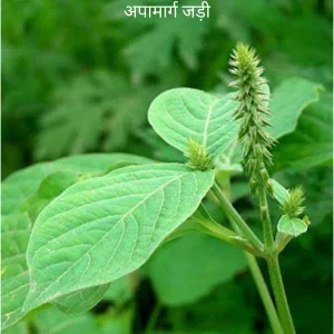 Apamarga ki Jad (Budh grah ke liye )