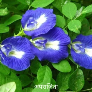 अपराजिता जड़ (Aparajita Jad)