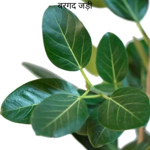 Bargad ki Jad (Mangal Dosha Nashak)