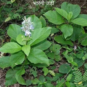 Bharangi ki jad (Guru Grah ke liye)