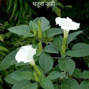Dhatura Jad धतूरा जड़ (Dhatura Root) शनि ग्रह (Saturn Planet)