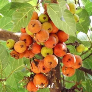 Gular ki jad (Shukra grah ke liye)