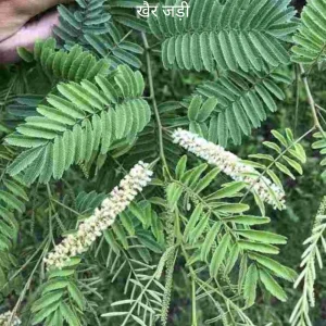 Khair Ki jad (mangal grah ke liye)