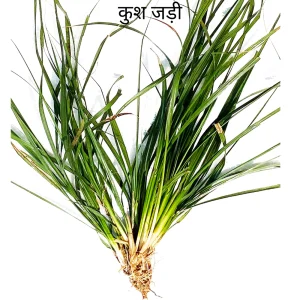 Kush Root (केतु ग्रह) Ketu Planet