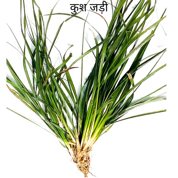 Kush Root (केतु ग्रह) Ketu Planet