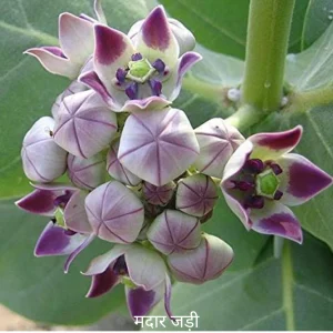 Madar ki jad (Money attraction)