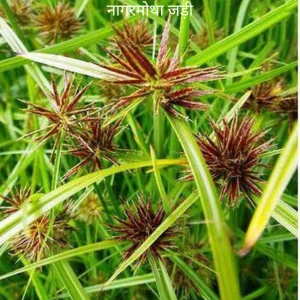 नागरमोथा की जड़, राहु ग्रह (Rahu Planet) Nagar Motha ki jad (Nagar Motha Root)
