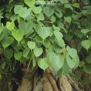 Pipal Ki Jad पीपल जड़ Pipal Jad (Pipal Root)