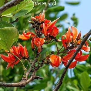 Plas (dhak) ki jad