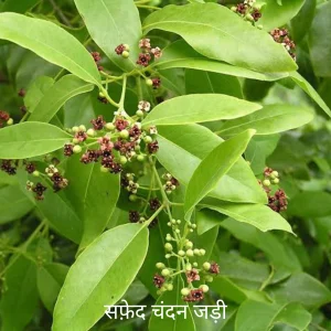 Safed Chandan Root (White Sandalwood Root) राहु ग्रह (Rahu Planet)