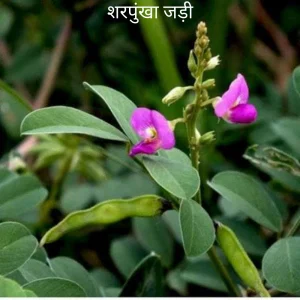 Sharpunkha ki Jad (shukra grah ke liye)