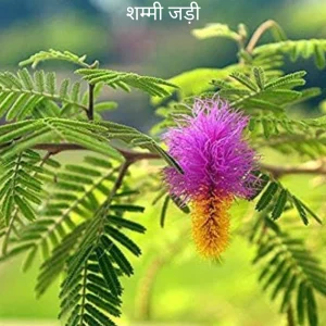 Shami Ki jad (Shani Grah ke liye)