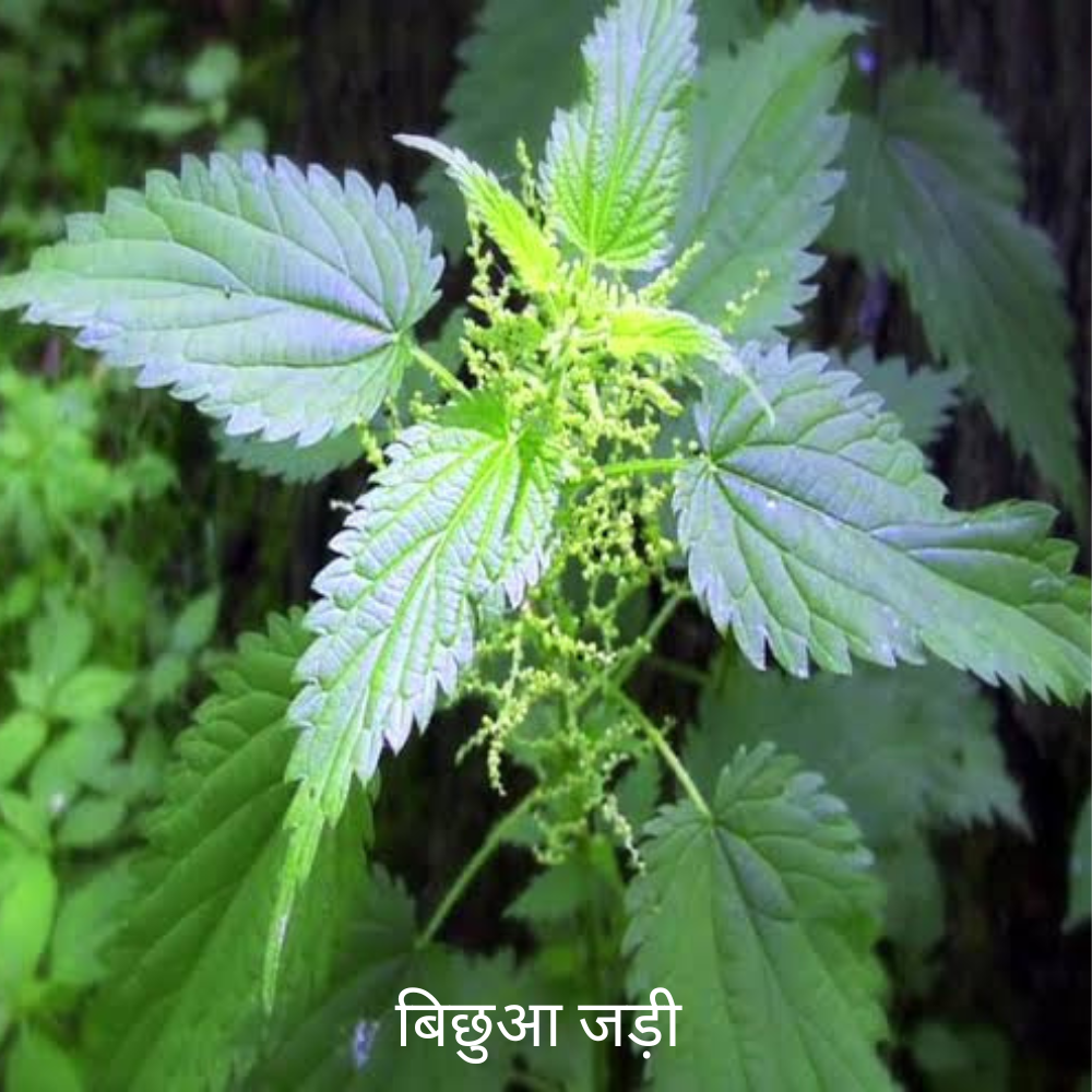 Bichua ki Jad (shani grah ke liye)